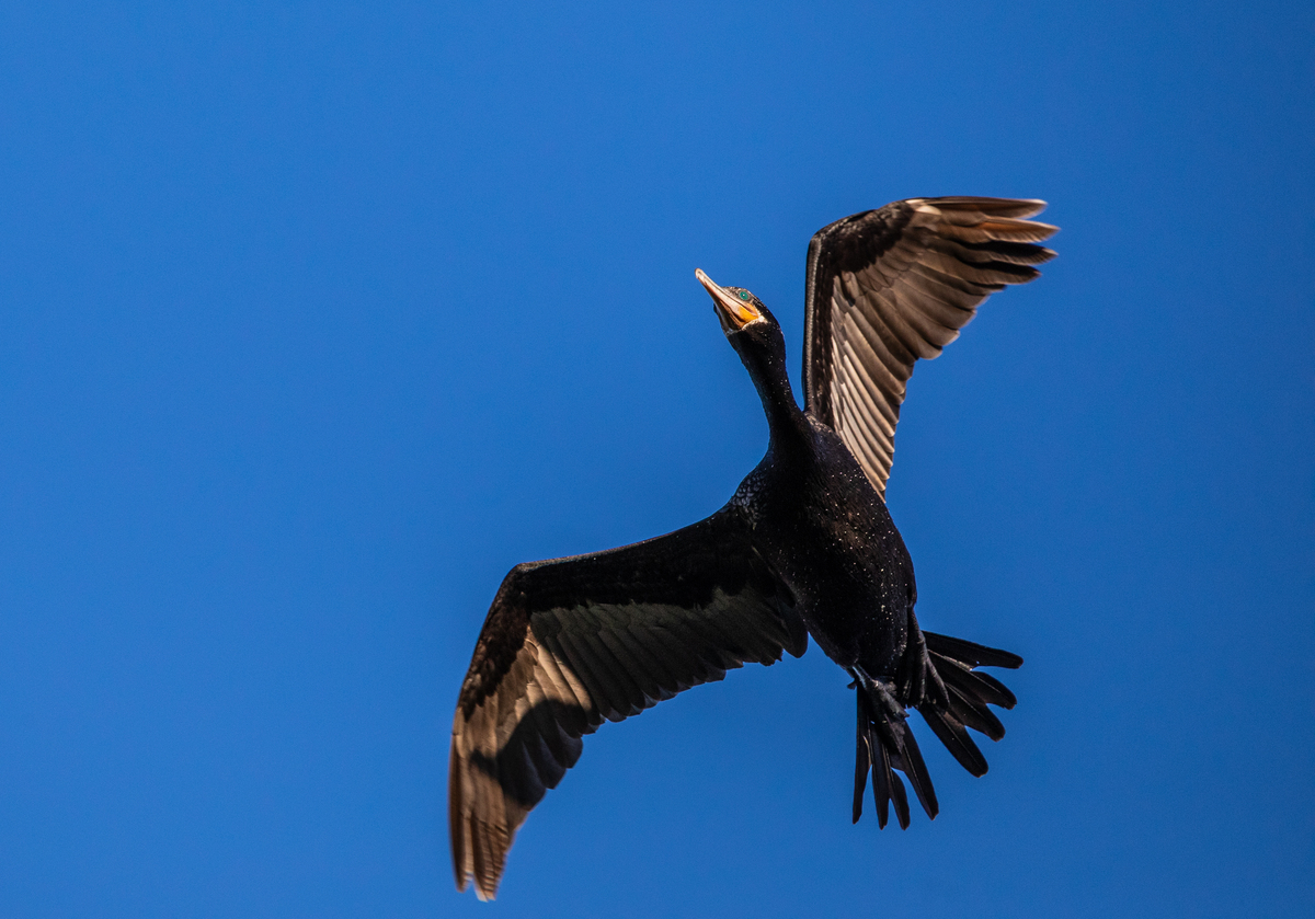 世界上飞得最高的鸟类排行榜