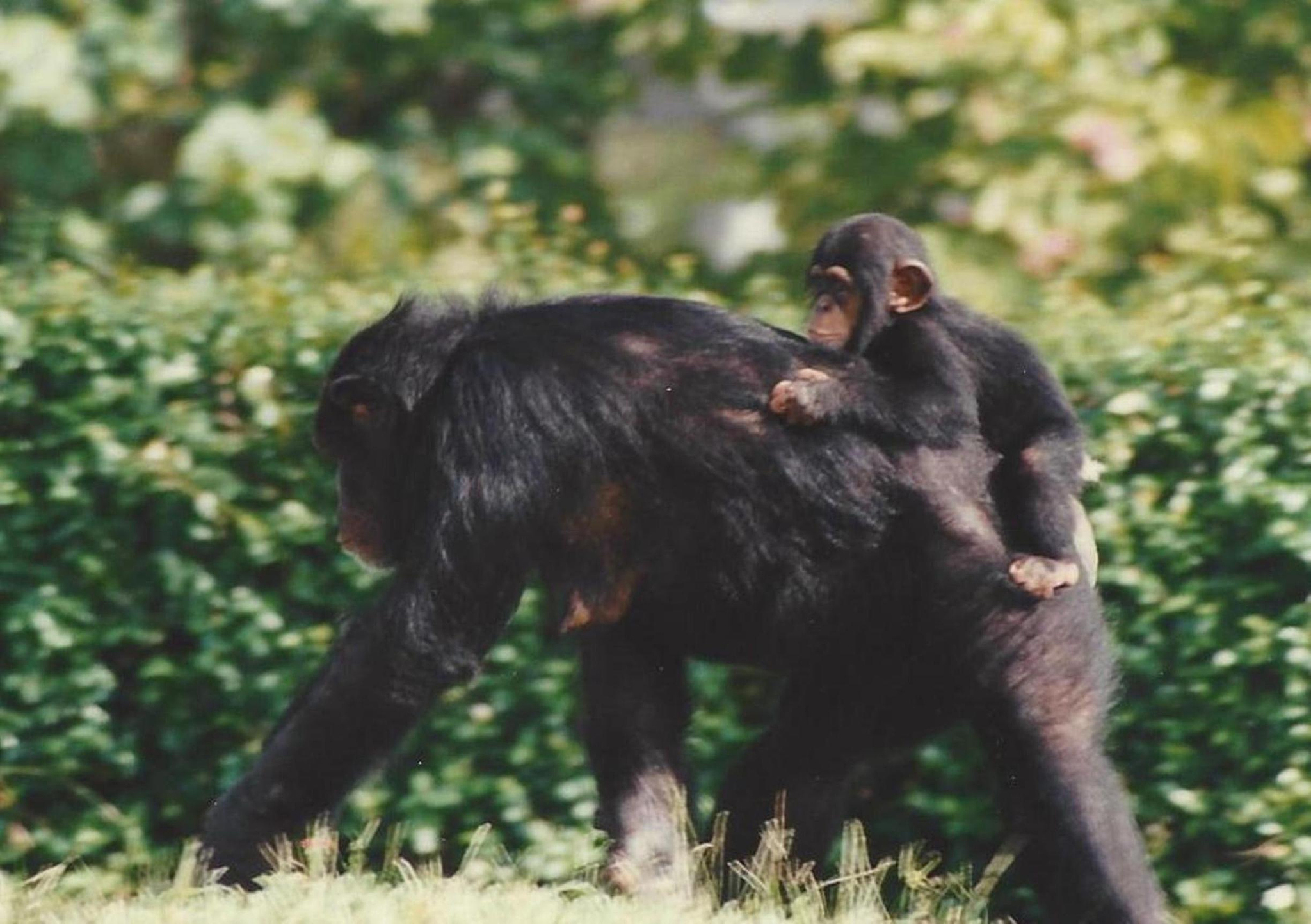 海豚算术黑猩猩用工具：谁才是动物界的智商担当？
