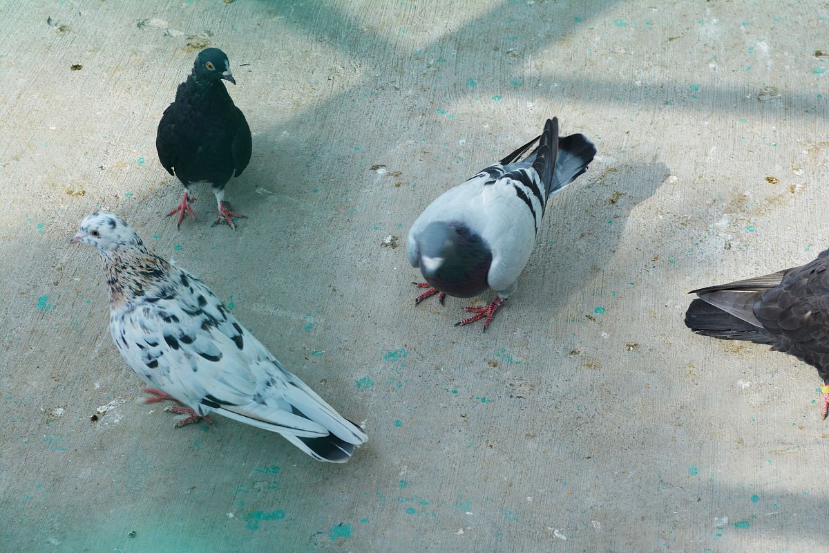 赛鸽的千里归巢之谜：赛鸽靠什么找到回家的路？