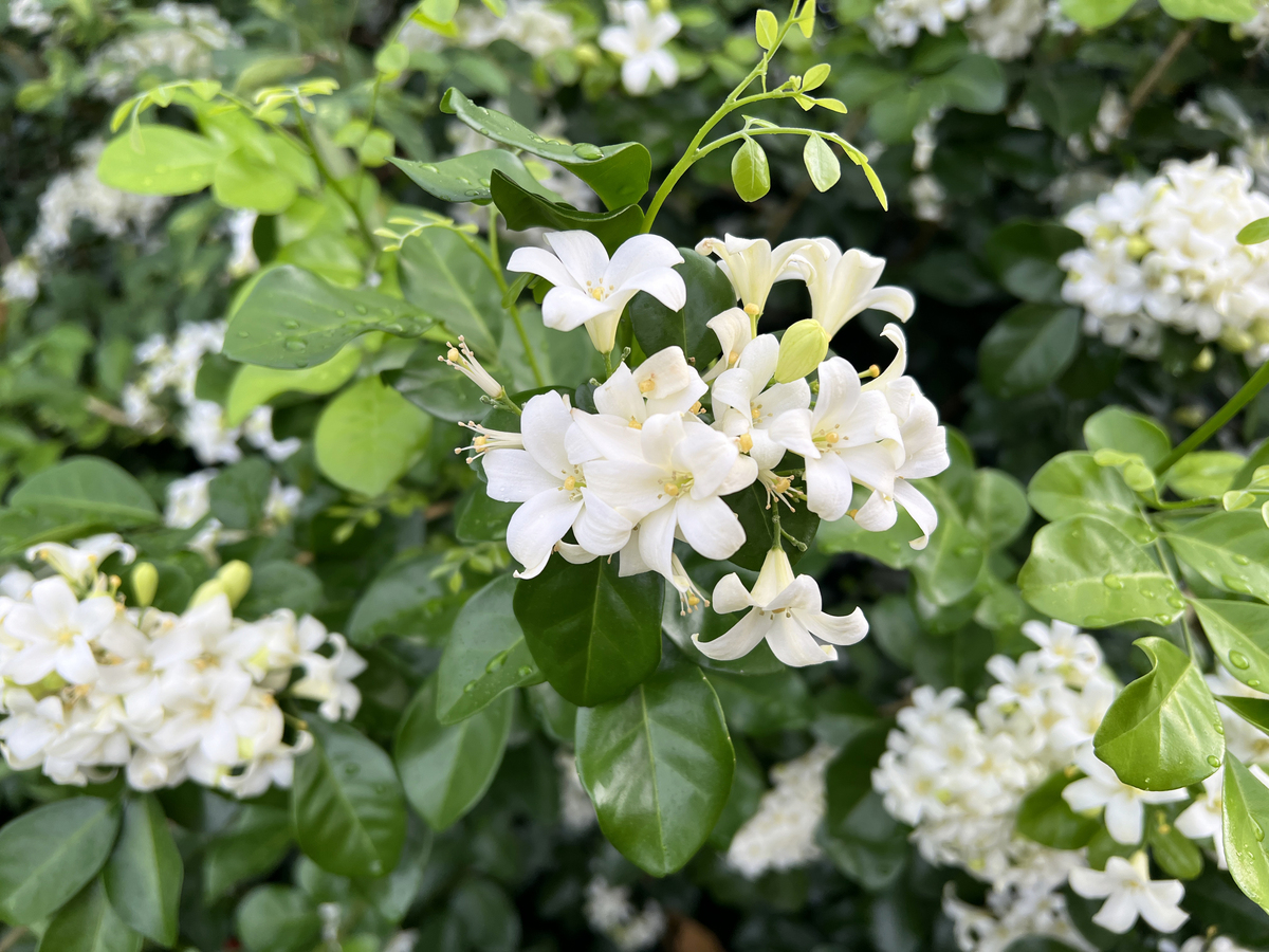 最香花卉：从茉莉到栀子，谁才是真正的