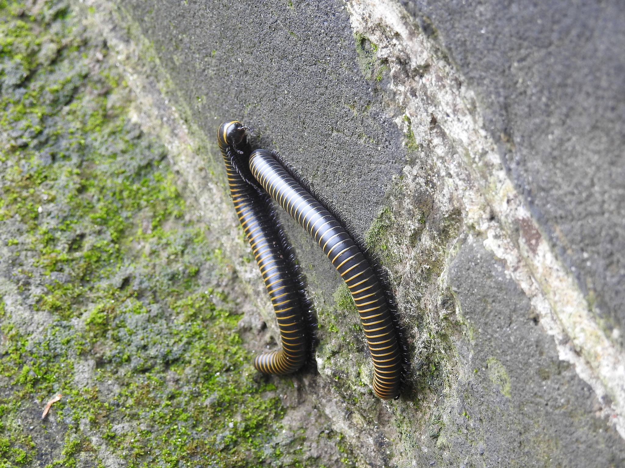 世界上腿最多的神奇生物：揭秘