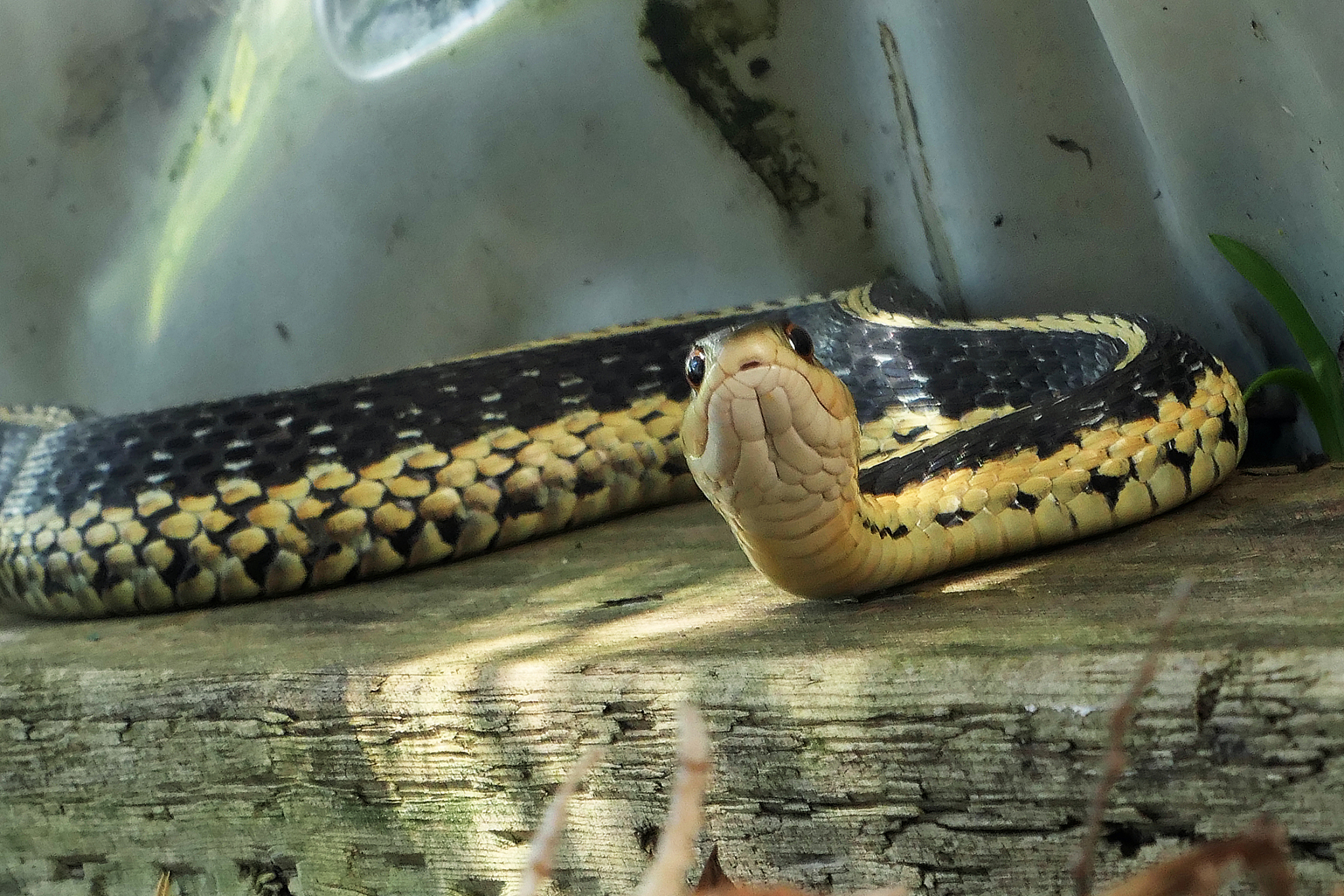 盘点陆地上毒性最强的生物：细鳞太攀蛇领衔！盘点陆地上最致命的三大毒物王者  