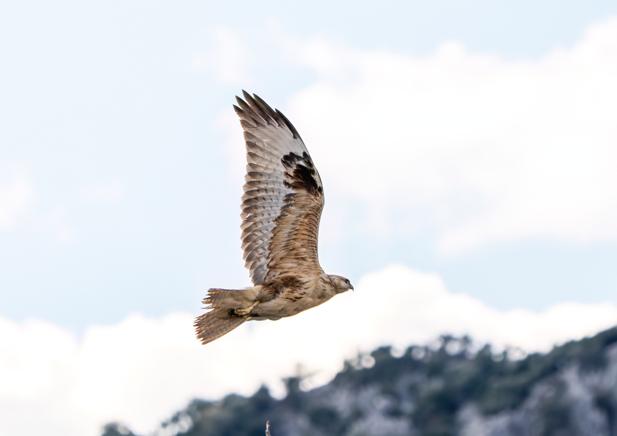 谁是天空之王？揭秘全球飞得最高的5种鸟类  