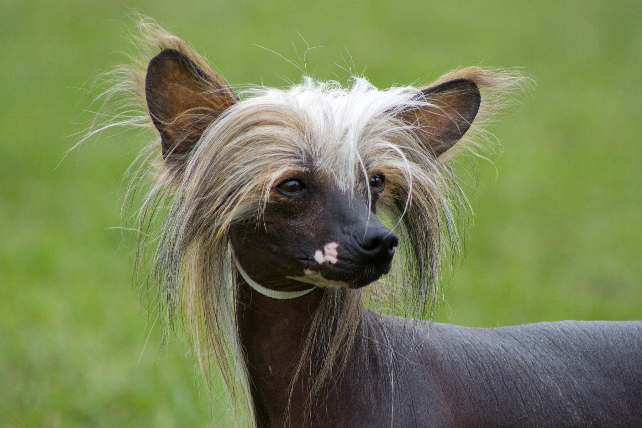 盘点全球毛发最旺盛的动物